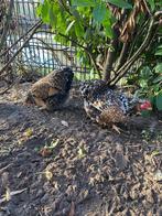 Wyandotte hennen, Dieren en Toebehoren, Pluimvee, Vrouwelijk, Kip