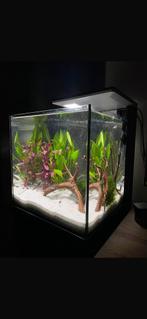 Aquarium, Ophalen, Nieuw, Gevuld zoetwateraquarium