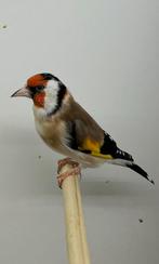 Major Putter man 25, Dieren en Toebehoren, Mannelijk, Wildzangvogel, Geringd