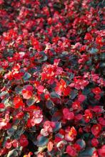 restpartij bladbegonia in diverse kleuren, Volle zon, Eenjarig, Zomer, Ophalen