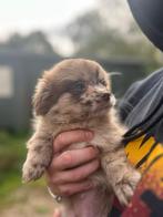 Pomeriaan x pekinees kruising pups, Overige rassen, CDV (hondenziekte), 8 tot 15 weken, Meerdere