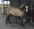 Bijzondere ijslander merrie, Dieren en Toebehoren, Pony's, Merrie, Recreatiepony