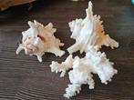 murex ramosus schelpen koraal, Verzamelen, Ophalen of Verzenden, Schelp(en)