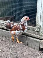 Wyandotte kriel rood porselein haan, Dieren en Toebehoren, Mannelijk, Kip