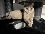 Britse Korthaar Lilac poesje bijna 2jaar!!, 0 tot 2 jaar