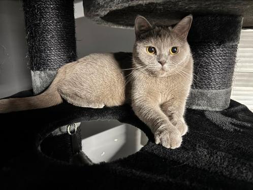 Britse Korthaar Lilac poesje bijna 2jaar!!, Dieren en Toebehoren, Katten en Kittens | Dekkaters, 0 tot 2 jaar