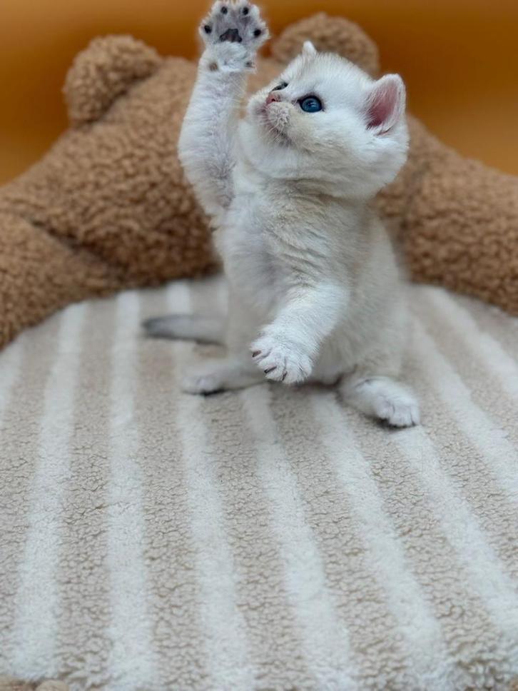 Prachtige raszuivere britse kortharen beschikbaar!!!, Dieren en Toebehoren, Katten en Kittens | Overige Katten, Meerdere dieren