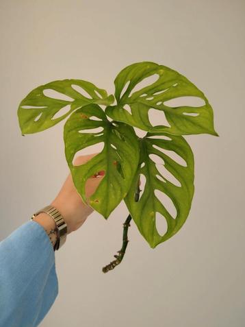 Monstera Adansonii ongewortelde stek beschikbaar voor biedingen