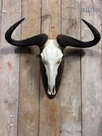 Zeer grote blauwe gnoe schedel, Ophalen, Nieuw, Wild dier, Schedel