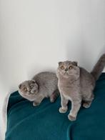 Britse korthaar/ Scottish fold, Dieren en Toebehoren, Katten en Kittens | Raskatten | Korthaar, Meerdere dieren, Gechipt, 0 tot 2 jaar