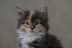 3 Maine Coon Kittens (6 weken) Zoeken een Liefdevolle huisje, Dieren en Toebehoren, Katten en Kittens | Raskatten | Langhaar, Meerdere dieren