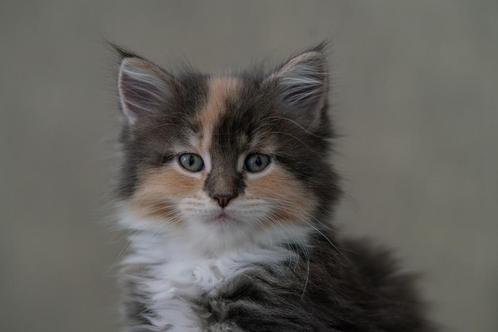 3 Maine Coon Kittens (6 weken) Zoeken een Liefdevolle huisje, Dieren en Toebehoren, Katten en Kittens | Raskatten | Langhaar, Meerdere dieren
