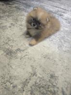 Pomeriaan puppy, Dieren en Toebehoren, Particulier, Reu, 8 tot 15 weken, Buitenland