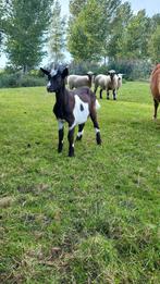 Zwart bonte melkgeit lammeren, Dieren en Toebehoren, Schapen, Geiten en Varkens, Meerdere dieren, Geit, 0 tot 2 jaar