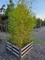 phyllostachys bissetii, Tuin en Terras, Ophalen, Overige soorten, Haag, 100 tot 250 cm