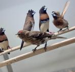 Barmsijzen mannen, Dieren en Toebehoren, Mannelijk