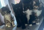 Schattige Maine Coon Kittens Op Zoek Naar een Gouden Mand, Ontwormd, Meerdere dieren, 0 tot 2 jaar