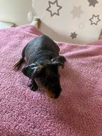 Lief tam skinny cavia zeugje, Dieren en Toebehoren, Cavia, Vrouwelijk, Tam, September