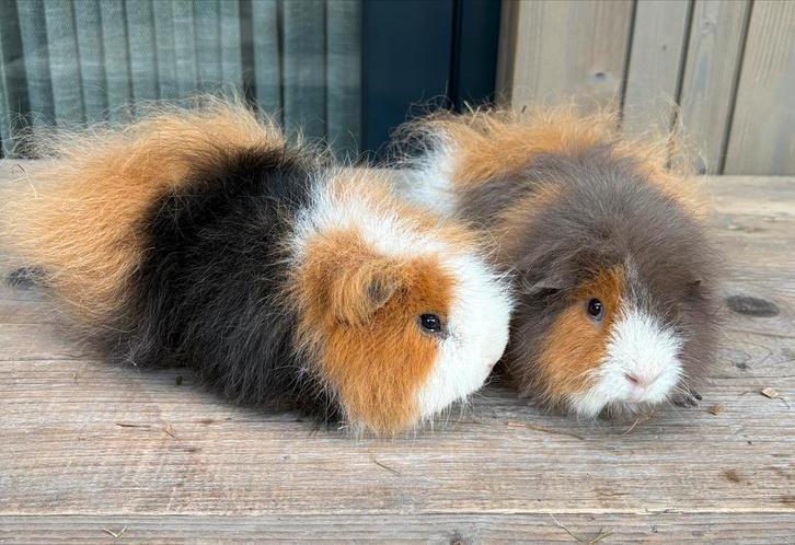 We zoeken voor onze lieve cavia’s (CH Teddy)een nieuw baasje, Dieren en Toebehoren, Knaagdieren, Mannelijk, Cavia, April, Tam