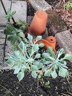 Senecio kleiniiformis, Huis en Inrichting, Kamerplanten, Ophalen of Verzenden, Overige soorten, Minder dan 100 cm