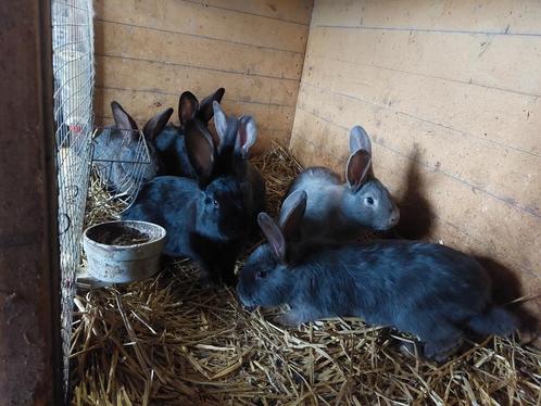 Konijnen voedster, rammelaar en jonge voedsters, Dieren en Toebehoren, Konijnen, Groot, Meerdere dieren, 0 tot 2 jaar