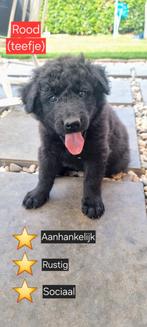 Mooie pups Herdermix X Altdeutsche Hütehund, Dieren en Toebehoren, Honden | Niet-rashonden, 8 tot 15 weken, Groot, Meerdere, Meerdere dieren