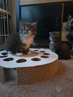 Maine coon kittens te koop, Dieren en Toebehoren, Katten en Kittens | Overige Katten, Meerdere dieren