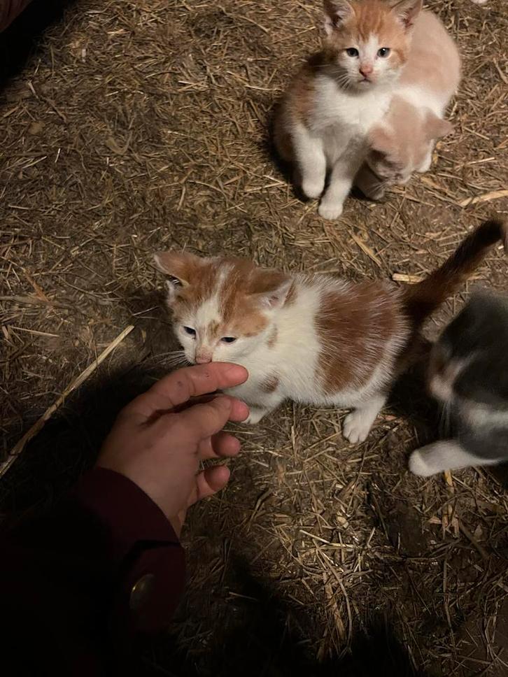 Boerderij poesjes, Dieren en Toebehoren, Katten en Kittens | Overige Katten, Poes