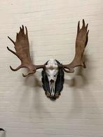 Elk Skull Mount - Bear Lake, Alaska, Verzamelen, Dierenverzamelingen, Ophalen