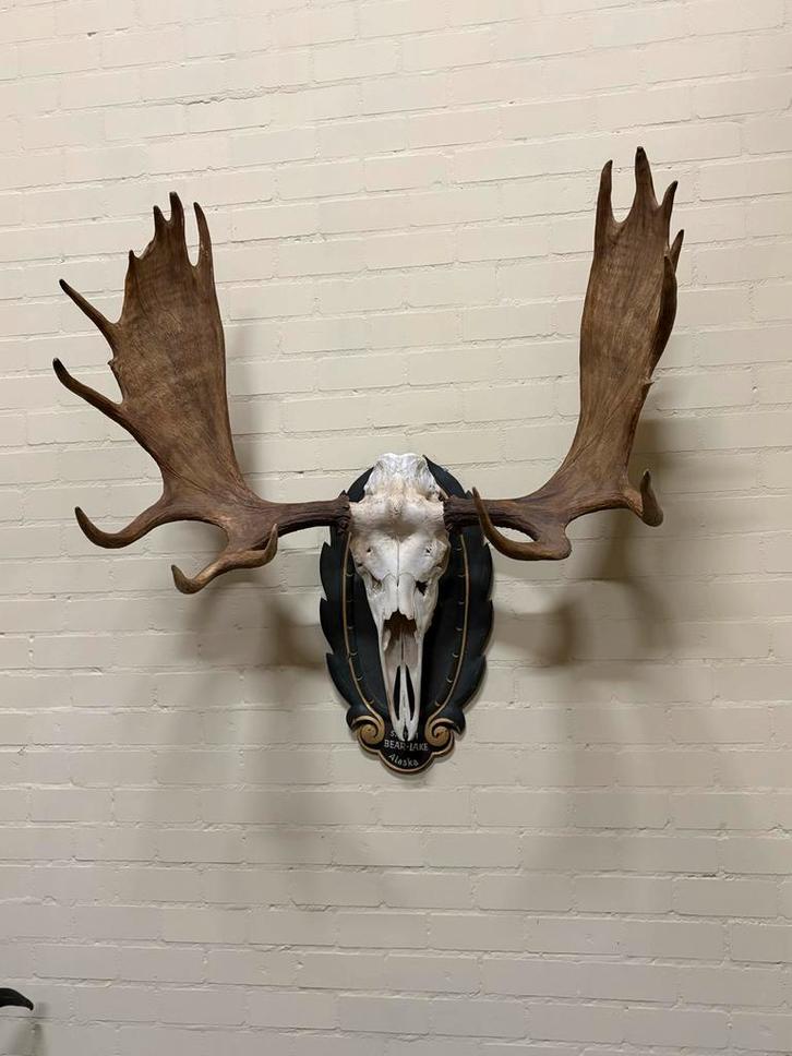 Elk Skull Mount - Bear Lake, Alaska, Verzamelen, Dierenverzamelingen, Ophalen
