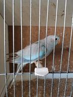 Blauw violet Cinnamon pop 25 splendid, Dieren en Toebehoren, Vogels | Parkieten en Papegaaien, Vrouwelijk, Parkiet, Geringd