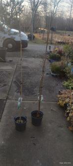 Ginkgo Biloba, Japanse Notenboom, Bloeit niet, 100 tot 250 cm, Volle zon, In pot