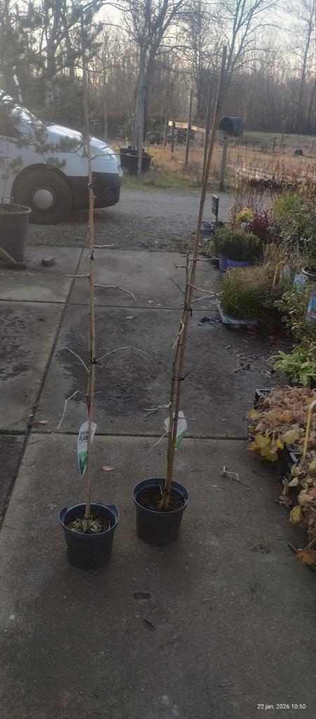 Ginkgo Biloba, Japanse Notenboom, Tuin en Terras, Planten | Bomen, Overige soorten, 100 tot 250 cm, Volle zon, Bloeit niet, In pot