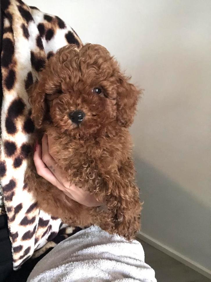 Toy poedel Reu Puppy, Dieren en Toebehoren, Honden | Chihuahua's en Gezelschapshonden, Reu, Poedel, Particulier, Eén hond, Buitenland