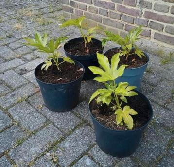 Te koop fatsia japonica ook wel vinger plant genoemd beschikbaar voor biedingen