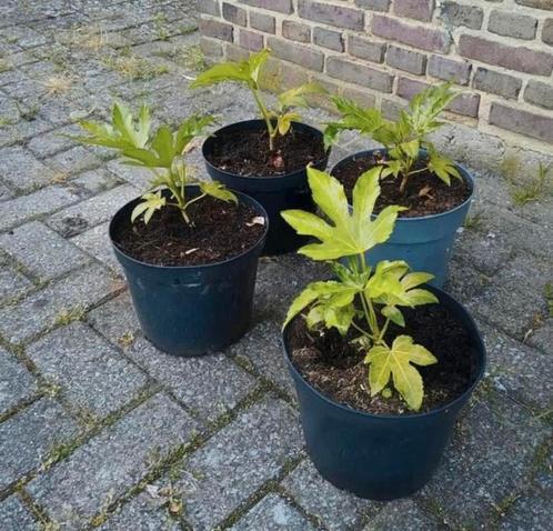 Te koop fatsia japonica ook wel vinger plant genoemd, Tuin en Terras, Planten | Tuinplanten, Overige soorten, Ophalen