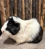 Cavia’s, cavia jonkies, December, Vrouwelijk, Cavia