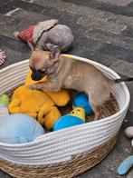 100%chihuahua teefje te koop, Dieren en Toebehoren, Honden | Chihuahua's en Gezelschapshonden, Rabiës (hondsdolheid), 8 tot 15 weken