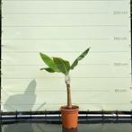 Bananenboom - Musa Basjoo, 100 tot 250 cm, Zomer, Volle zon, In pot