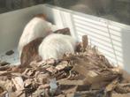 4 tamme ratjes (dames), Dieren en Toebehoren, Knaagdieren, Rat, Vrouwelijk, Januari, Tam