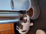 Stipje, Dieren en Toebehoren, Katten en Kittens | Overige Katten, Kater, Kortharig, 6 jaar of ouder