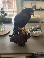 Opgezette woestijnbuizerd Parabuteo unicinctus met pootring, Ophalen of Verzenden, Zo goed als nieuw, Vogel, Opgezet dier