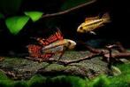 Apistogramma cacatuoides - Koidream Valburg, Vis, Zoetwatervis