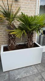 Plantenbak met 2 Palmbomen, Tuin en Terras, Planten | Bomen, Ophalen, Minder dan 100 cm
