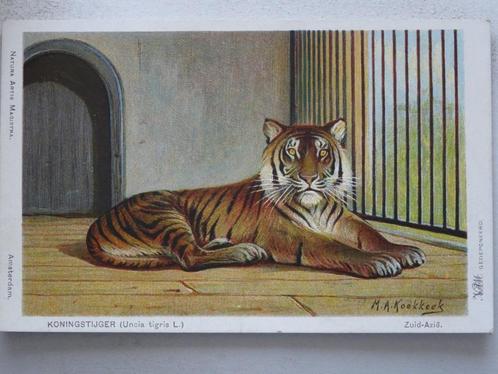 AMSTERDAM Artis Koningstijger M.A. KOEKKOEK, Verzamelen, Ansichtkaarten | Nederland, Ongelopen, Noord-Holland, 1920 tot 1940, Verzenden