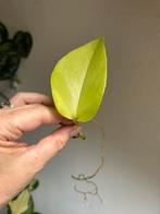 Epipremnum neon, gewortelde stek, Ophalen of Verzenden, Overige soorten, Minder dan 100 cm