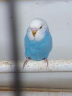 TK jonge grasparkietjes 7 a 8 weken, Parkiet