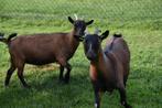 Mooie dwerggeiten, Dieren en Toebehoren, Schapen, Geiten en Varkens, Vrouwelijk, Geit