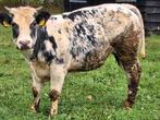 verm drachtige dikbil, Dieren en Toebehoren, Vrouwelijk