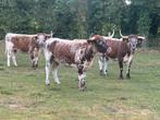 Mooie engels longhoorns mooie spikkels !!!, Dieren en Toebehoren, Runderen, Vrouwelijk